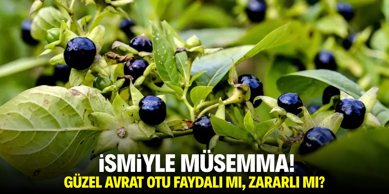 İsmiyle müsemma! Güzel avrat otu faydalı mı, zararlı mı?
