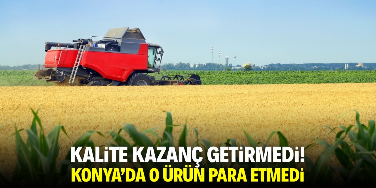 Kalite kazanç getirmedi! Konya Ovası'nda o ürün para etmedi