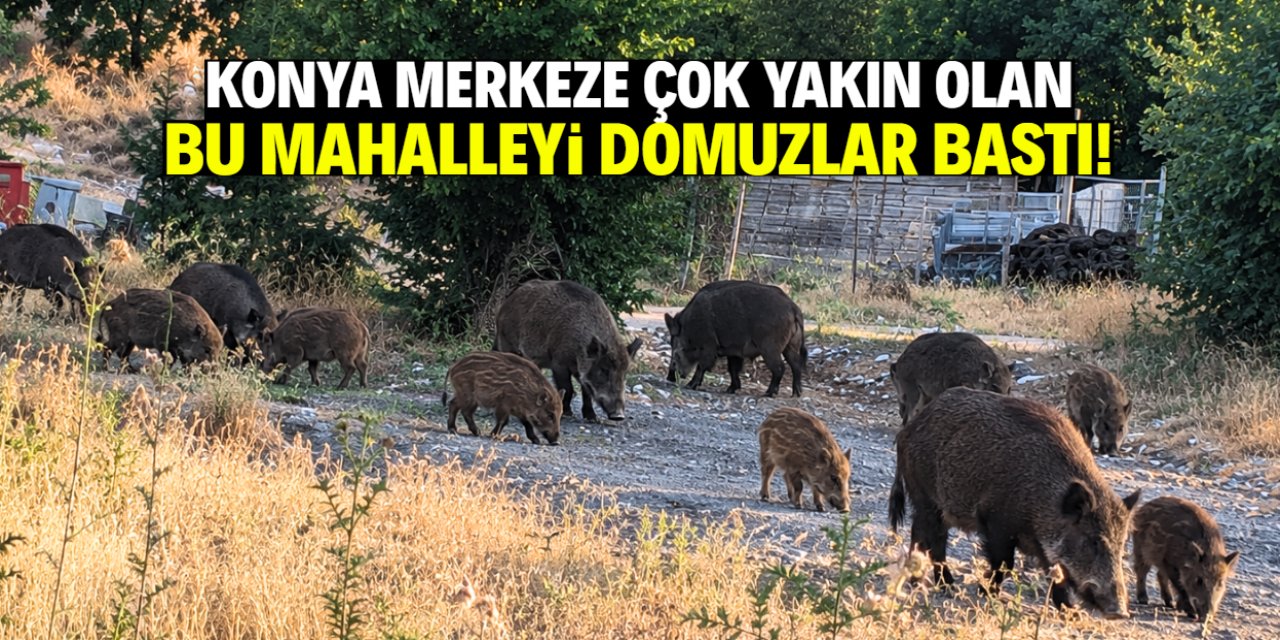 Konya merkeze çok yakın olan bu mahalleyi domuzlar bastı!