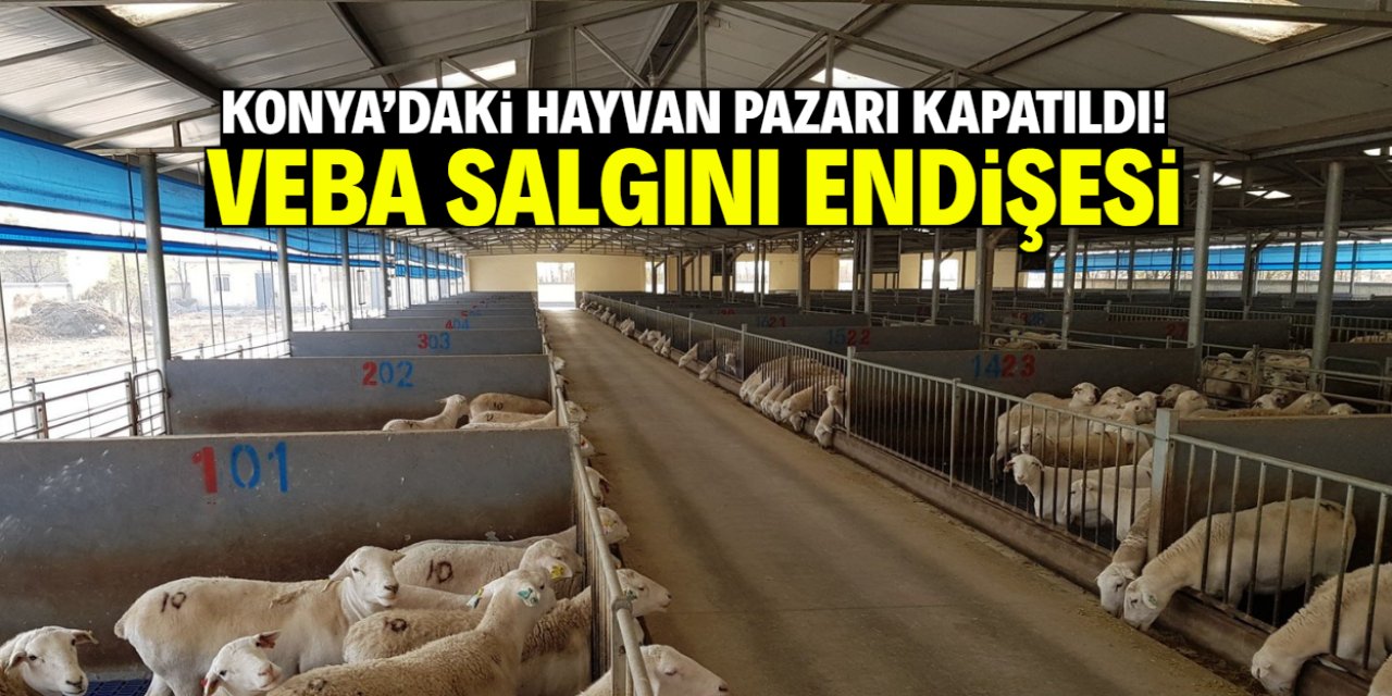 Konya'daki hayvan pazarı kapatıldı! Veba salgını endişesi