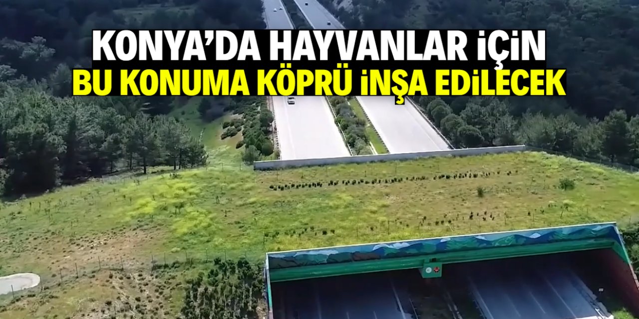 Konya'da hayvanlar için köprü inşa edilecek! İşte konumu