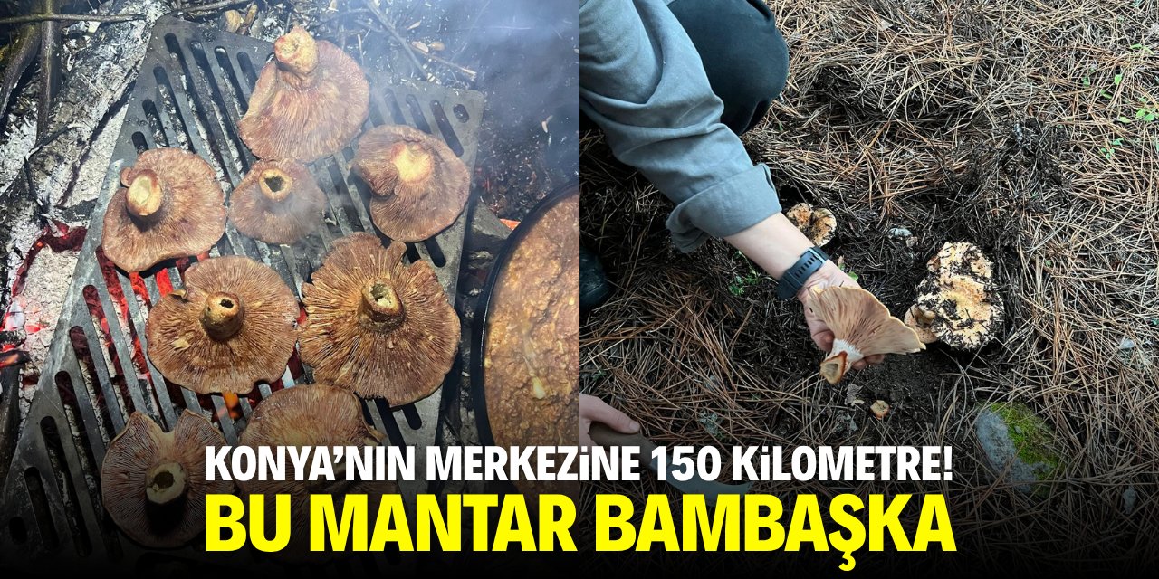 Konya'ya 150 kilometre uzaklıkta! Bu mantar bambaşka
