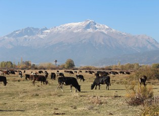Beyşehir'de 940 bin ton et üretimi gerçekleşti