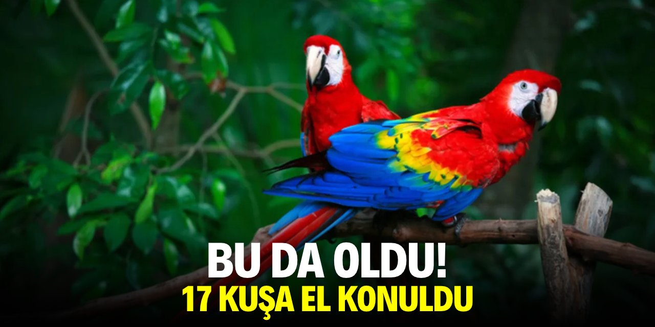 Bu da oldu! 17 kuşa el konuldu