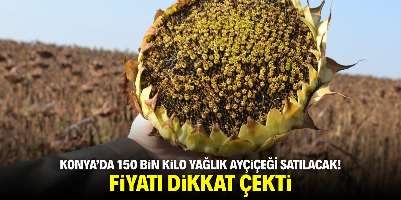 Konya’da 150 bin kilo yağlık ayçiçeği satılacak! Fiyatı dikkat çekti