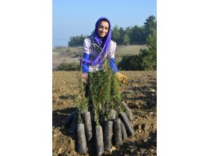 İzsu’dan Tahtalı’ya 800 Bin Fidan