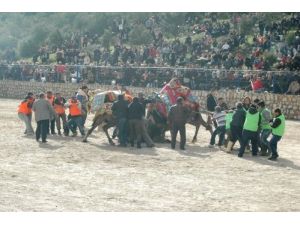 Deve Güreşleri Festivali Renkli Görüntülere Sahne Oldu