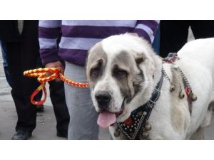 Aksaray Malaklıları Emıtt İçin İstanbul’a Gitti