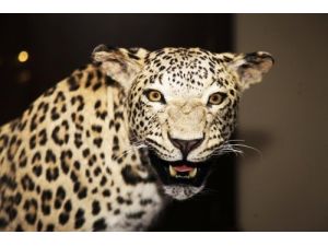 Diyarbakır’da Vurulan Leopar Ankara'da Görücüye Çıkıyor
