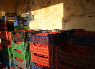 Konya'nın organik çileği ABD sofralarında