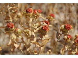 Özdemir: Yozgat’ta Anızlar Boş Kalmayacak