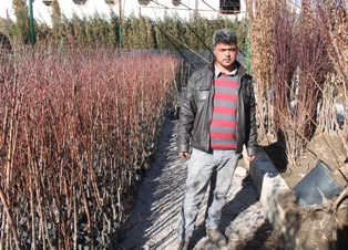 Fidan dikmek için Mart ayını beklemeyin