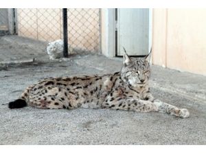 Diyarbakır'daki Parstan Sonra Erzincan'da Da Vaşağı Vurdular