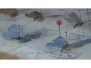 Bitlis Kelebek Ve Güve Faunası Zengini