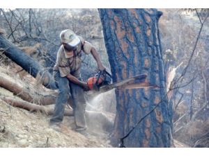 Manavgat'ta Ormanlık Alanlardan Kaçak Ağaç Kesimi Sona Erdi