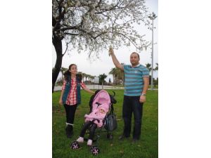 Baharın Müjdecisi Badem Ağaçları Çiçek Açtı