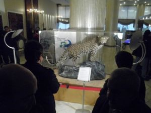 Bakan Eroğlu, Vurulan Leoparı Ankara'da Sergiledi