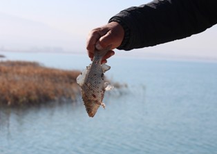 Beyşehir Gölü'nden 235 ton "İsrail sazanı" çekildi