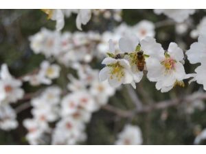 Silifke’de Bademler Çiçek Açtı