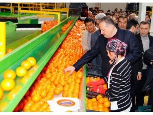 "Narenciyede Dünya Markası Olmalıyız"