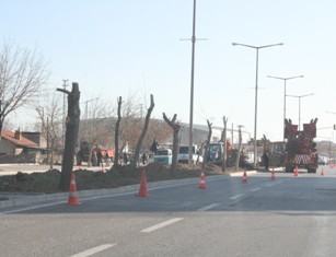 Tramvay hattı için ağaçlar kaldırılıyor
