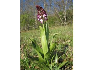 Ogm, 5 Yılda 2 Milyon 'Salep Orkidesi' Dikecek