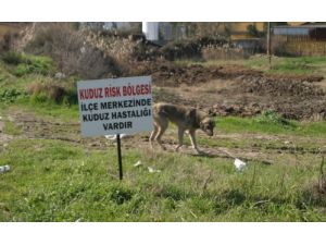 Koçarlı’da Kuduz Aşısı Köylerde De Yapılacak