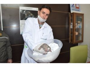 Biberonla Besledikleri Yavru Ayıyı Rehabilitasyon Merkezine Gönderecekler