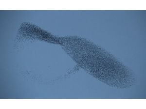 Sığırcık Kuşlarından Bursalılara Görsel Resital