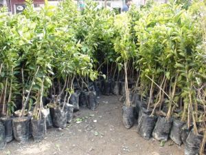 Cizre’de Fidan Satışları Erken Başladı