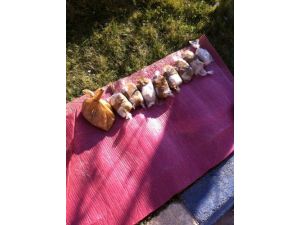 Gaziantep’te Uyuşturucu Tacirlerine Darbe