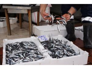 Hamsinin Fiyatı 5 Liraya Düştü