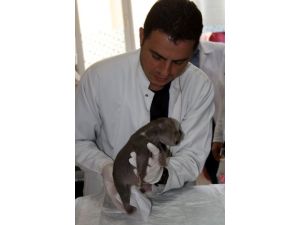 Beş Günlük Yavru Ayı, Bursa'da Tedavi Altına Alındı