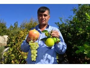 Keben Köyünde Dört Mevsim Meyve Hasat Ediliyor