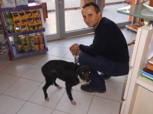 Yapay Boşaltım Sistemi Yapılan Sokak Köpeği İyileşti, Sokağa Döndü