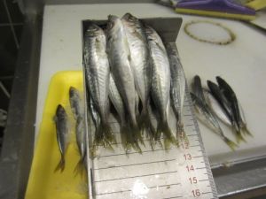 Mogan Gölü’ndeki Kaçak Balık Ağları İmha Edildi