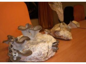 Bursalı Çiftçilere Mantarcılık Kursu