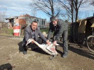 Yaralı Halde Bulunan Kuğu Tedavi Altına Alındı