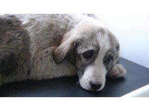 Dövülerek Ağır Yaralanan Köpekler Tedavi Altına Alındı