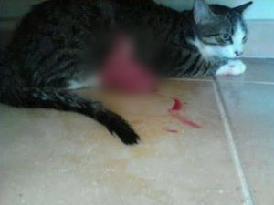 "Hayvana İşkence 'Kabahat' Değil 'Ceza Kanunu' Kapsamına Alınmalı"