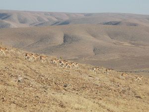 Yaban koyunları izlenecek