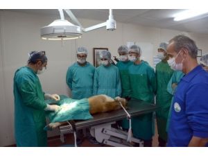 Binlerce Sahipsiz Hayvana Bakım Ve Sağlık Hizmeti Sağlandı