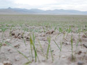 Kar toprağı koruyor