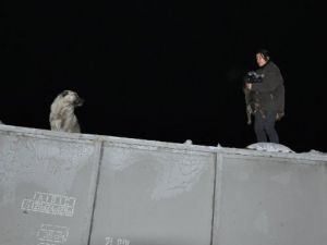 Bitlis'te Donmak Üzere Olan 7 Köpek Kurtarıldı
