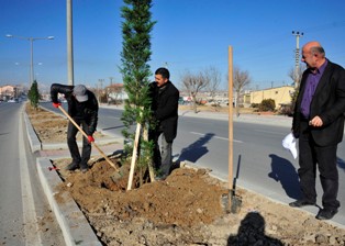 Karaman'da ağaçlandırma çalışmaları