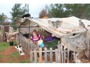 Hasta Olduğunu Öğrenince 73 Hayvanını Kaybetme Korkusu Sardı