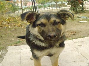 Asil’i bulanlar mükâfatlandırılacak