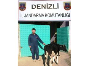 Denizli'de Hayvan Hırsızlığı Zanlıları Yakalandı