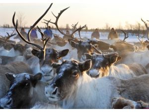 Rusya’da Aşırı Soğuk Ve Kardan Dolayı 15 Bin Ren Geyiği Öldü