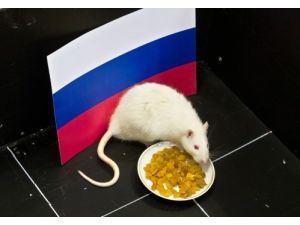 Fare Şurik'e Göre Hokey Maçında Rusya, Finlandiya’yı Yenecek